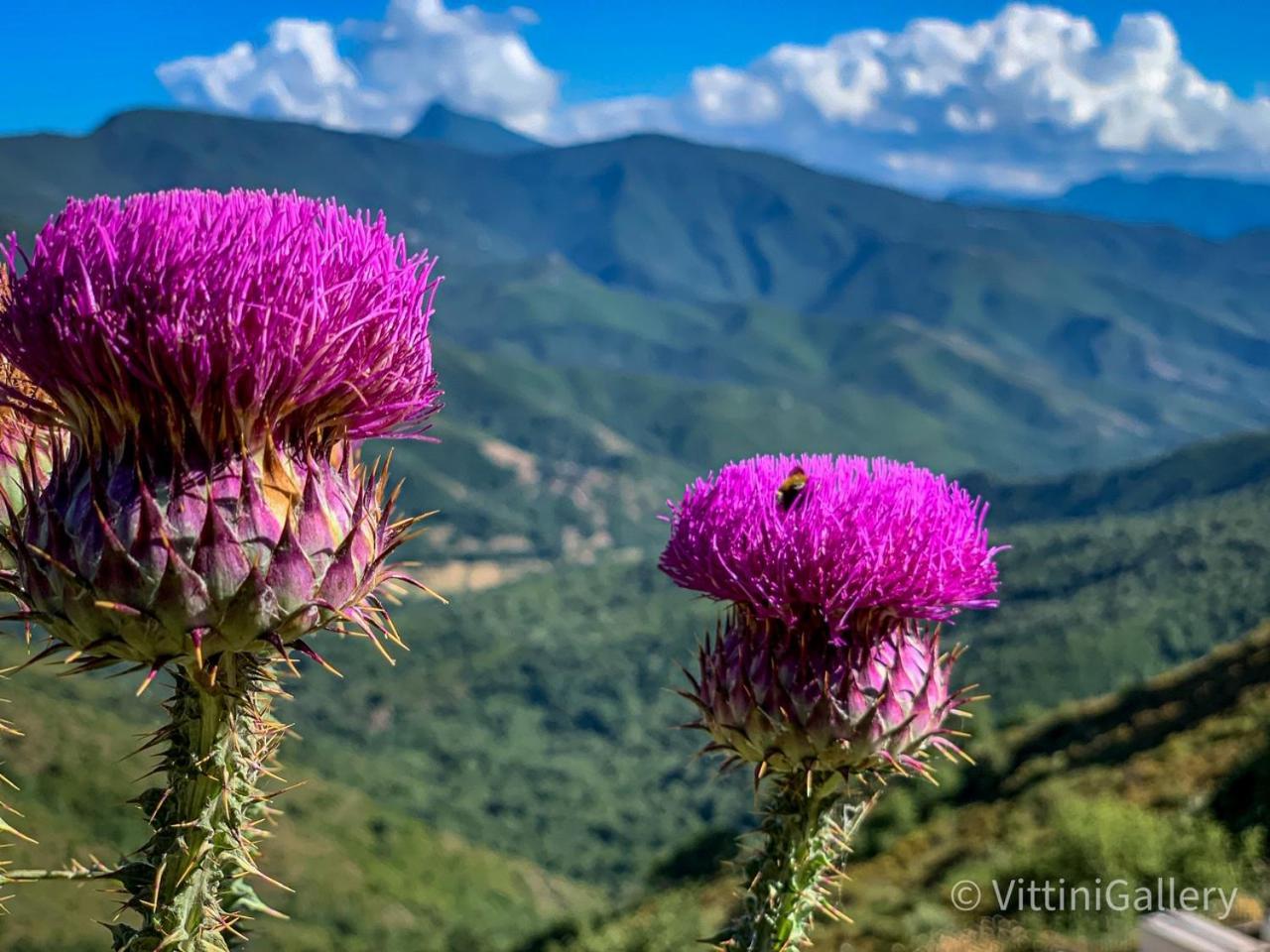 Nuits Magiques Au Village Entre Mer Et Montagnes Bigorno Exterior foto